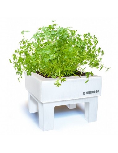 SeedBox MiniHuerto Orégano