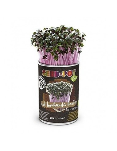 SeedPot Col lombarda brotes