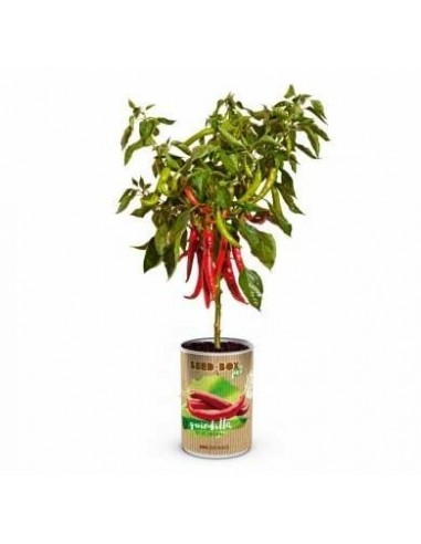 SeedPot Guindillas