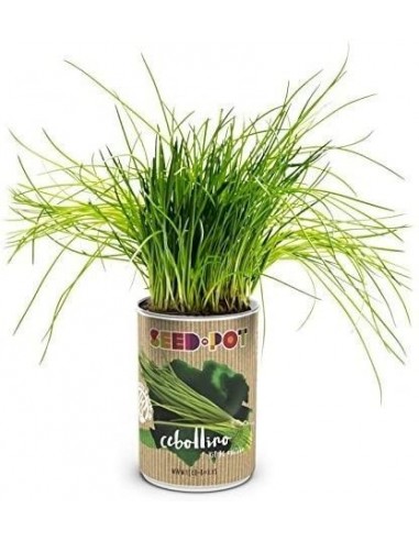 SeedPot Cebollino