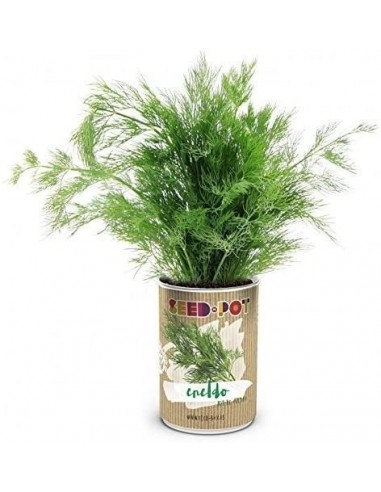 SeedPot Eneldo