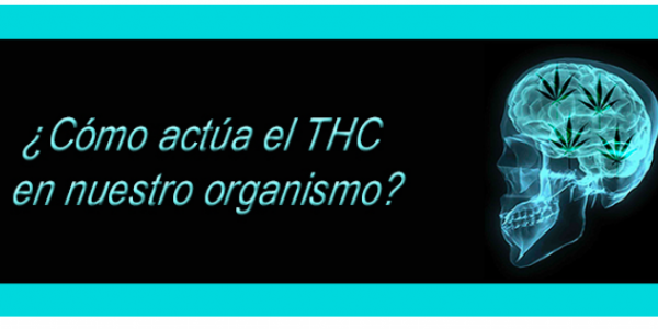 ¿Cómo actúa el THC en nuestro organismo?